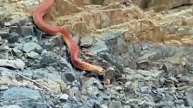 بالفيديو: ثعبان ضخم يتجوّل في عسير