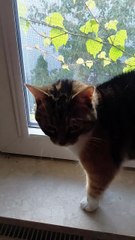 Morning Walk Is A Must. Let Me Out, Please. #shorts #cat #funny #funnycats #viralcats #goodmorning #cute #fyp