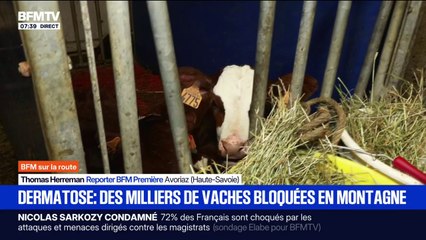 "On est sans réponse": des bovins confinés dans les alpages à cause de la dermatose nodulaire