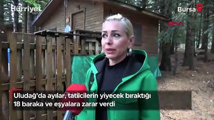 Uludağ’da ayılar, tatilcilerin yiyecek bıraktığı 18 baraka ve eşyalara zarar verdi