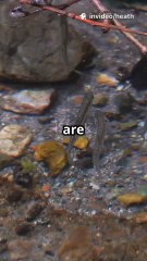 Why Most Salmon Alevins Don’t Survive | Nature’s Harsh Reality of Salmon Life