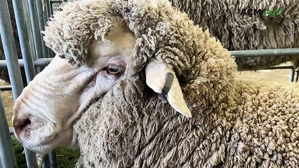 Bundilla Poll Merino Ram Sale - October 2025