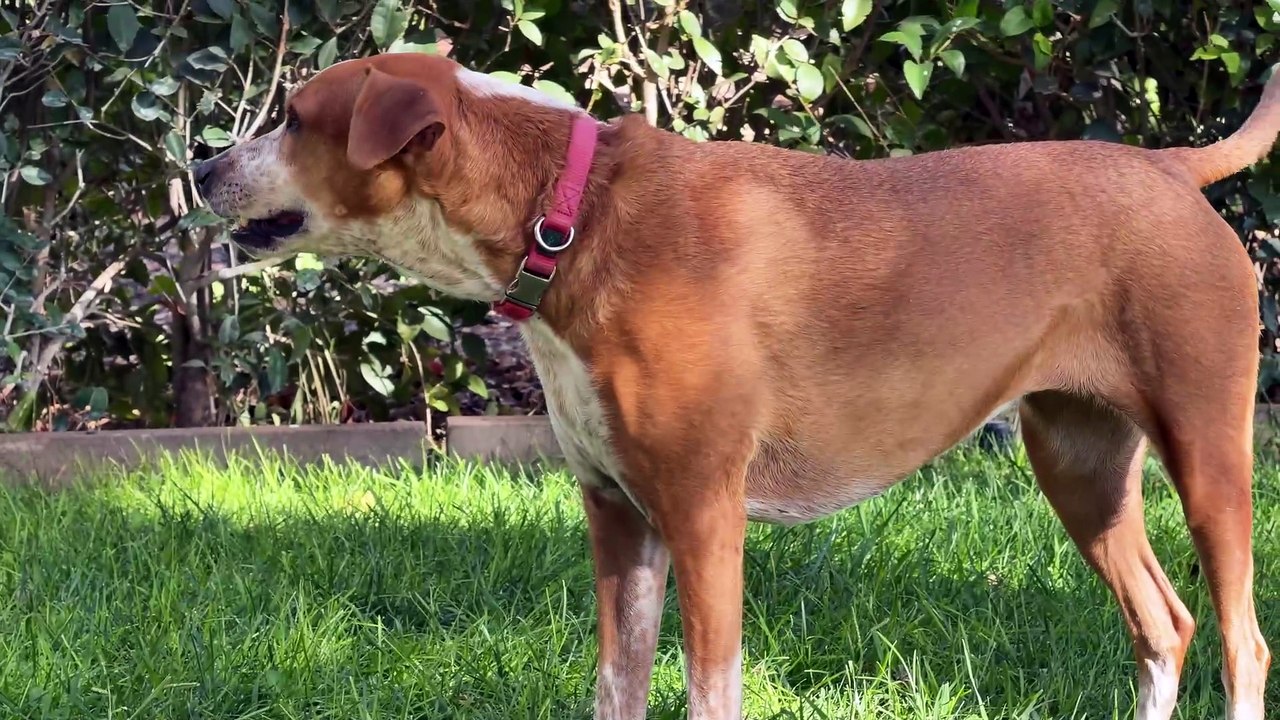 Ejemplos grabación iPhone 17 Pro Max