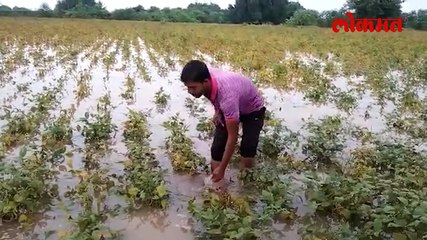 महाराष्ट्रात सर्वाधिक शेतकऱ्यांनी जीवन संपवलं