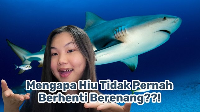 Kenapa Hiu Harus Terus Berenang? Ini Penjelasannya-Serius Ini Hewan?