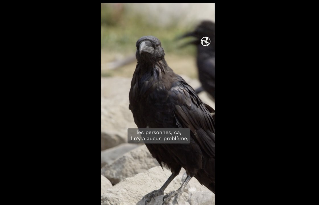 Les corbeaux, des oiseaux rancuniers adeptes de la vengeance ?