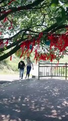 She Accidentally Bumped Into CEO At Her Interview, Thought She’d Be Fired, But He Proposed Instead!  -English Sub