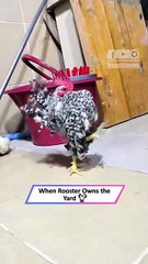 Rooster Walks Like He Owns the Yard 🐓👑 Strut Level 1000|| Heartsome 💖