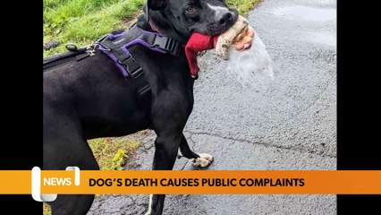 ‘Decision to end dog’s life undermines public trust in rescue centre’