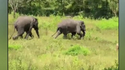 കഞ്ചിക്കോട് ജനവാസ മേഖലയോട് ചേർന്ന് കാട്ടാനകളെത്തി...