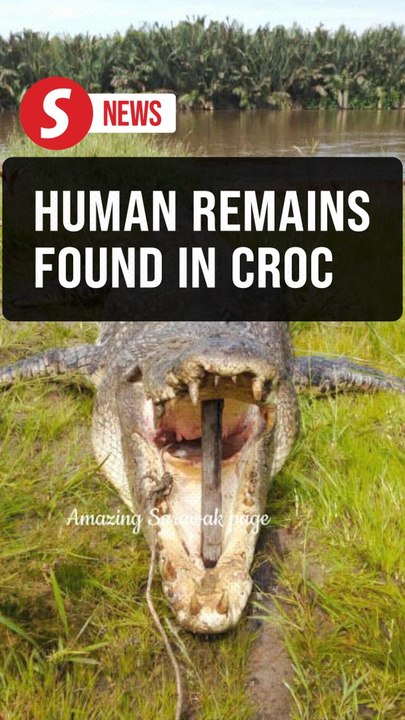Crocodile captured, human remains found after fatal attack in Tatau estate