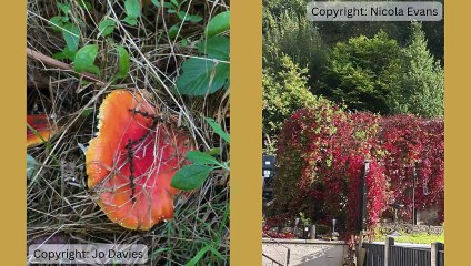 Picture This: First signs of autumn!