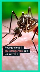 Pourquoi le moustique-tigre est-il plus dangereux que d'autres ?