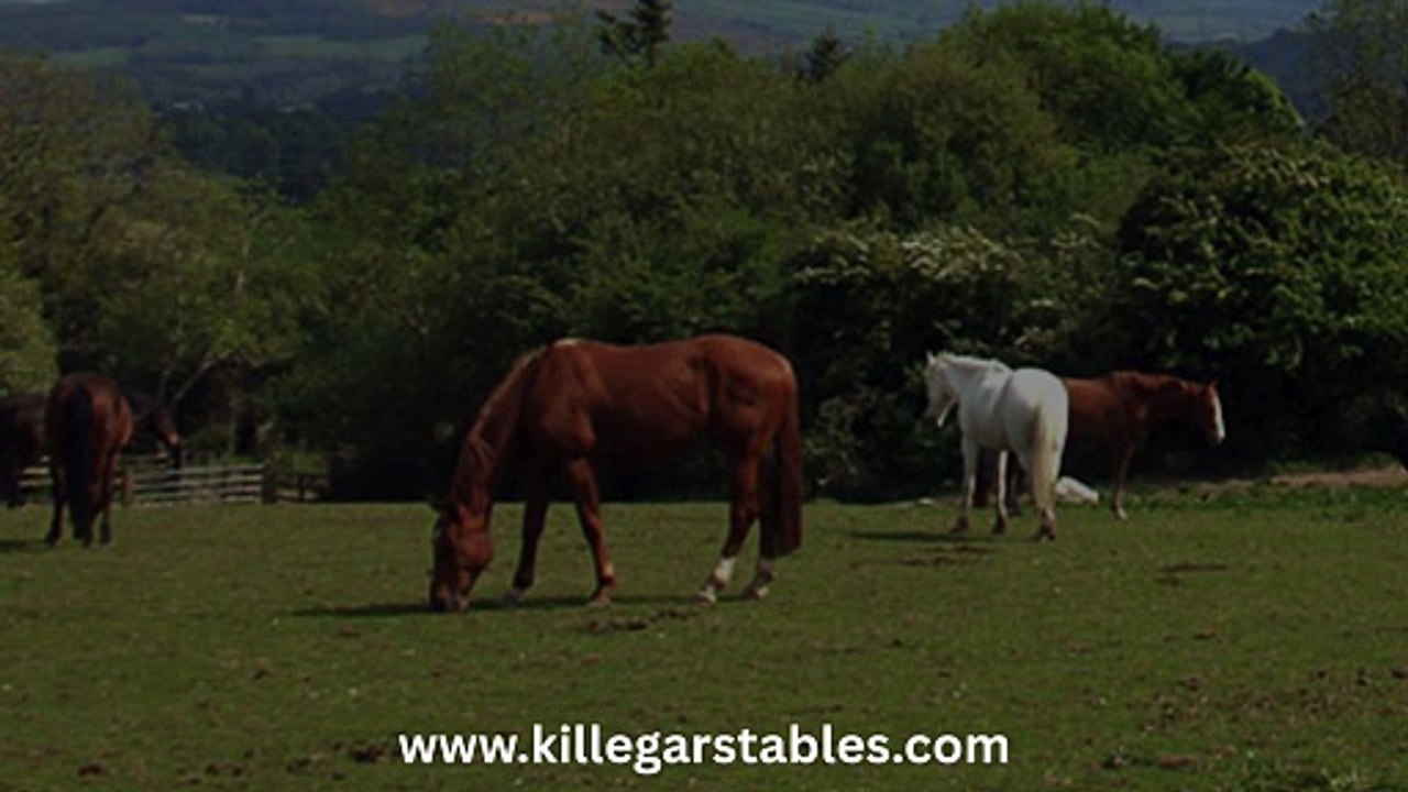 Horse Riding