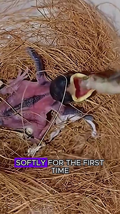 A fifteen days old sparrow #wildliferescue #animals #sparrow #birds