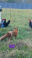 Arrogant fox stealing chickens #wildlife #wildliferescue #animals #wildanimals
