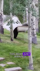 Bear vs hammock #wildlife #animals #fyp