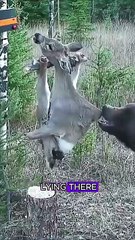 Bear took the venison from a trap #wildlife #animals #fyp