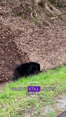Black bear captures wild boar #animals #wildliferescue #wildlife #wildlifeentertainment