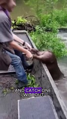 Catch boars with trap #wildlife #animals #fyp