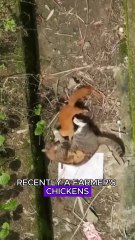 Cats catch weasels #wildlife #animals #fyp