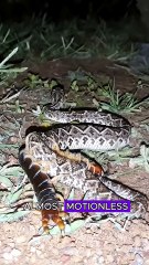 Centipede vs snake #wildlife #animals #fyp