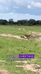 Cheetah revenge jackal #wildlife #animals #fyp