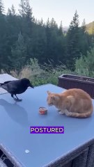 Crow rob cat of can #wildlife #animals #fyp