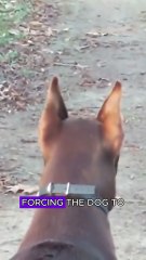 Dog fight coyotes to protect its owner #wildlife #animals #fyp
