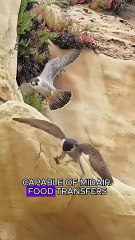 Falcon attack owl #animals #wildlife #fyp