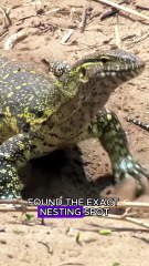 Crocodile vs baboon #wildlife #animals #fyp