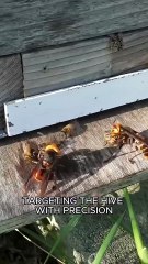 Hornets vs bees #animals #wildlife #fyp