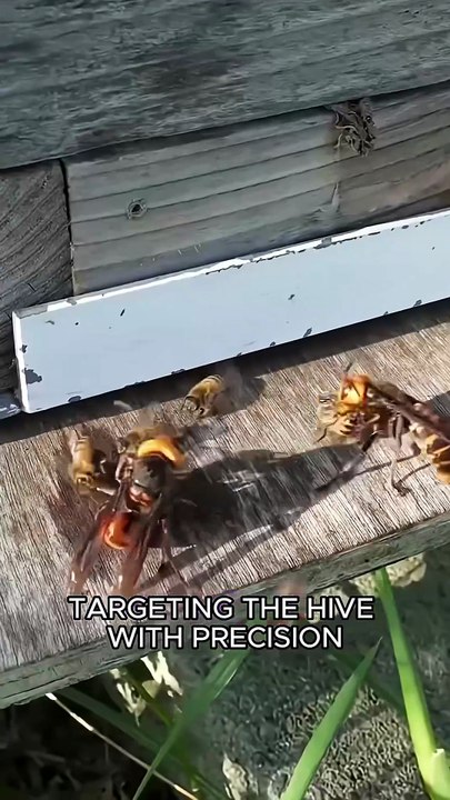 Hornets vs bees #animals #wildlife #fyp