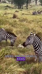 Human disguises as zebra to test lions #animals #wildlifeentertainment #wildlife