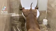 Dog's funny video