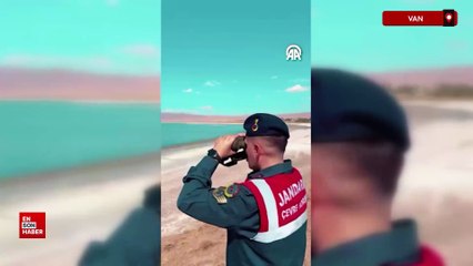 Van'ın Erçek Gölü'ndeki flamingoları jandarma koruyor