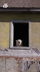 VIDEO: Una estación científica abandonada en Rusia es el hogar de osos polares