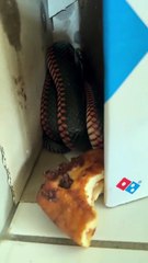 Une famille découvre avec horreur un serpent "très venimeux" dans une boîte à pizza (VIDEO)