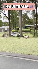 Kangaroo diaries only in Australia 🇦🇺