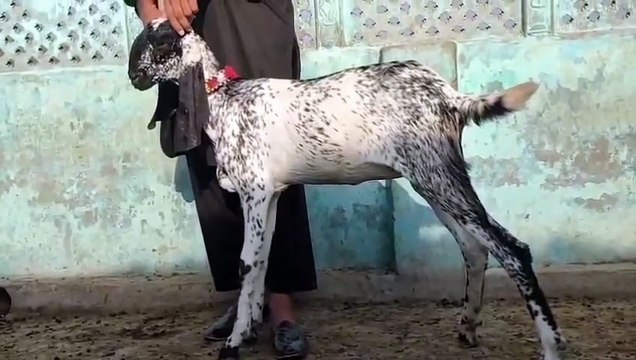 Makhi Cheena Goat/Bakra/for Qurbani 2026/Pure Breed/Healthy