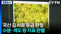 국산 김 수출액 1조 원...인공지능 등급 판정으로 제값 받는다! / YTN