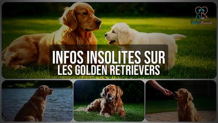 Les Faits INSOLITES sur les Golden Retrievers que Vous Ignorez !