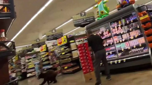 Shoppers ‘paws’ in shock as bear dashes through grocery store