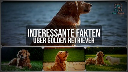 Golden Retriever: Unglaubliche Fakten, die du kennen solltest!