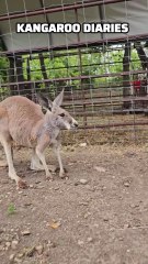 Kangaroo diaries only in Australia 🇦🇺
