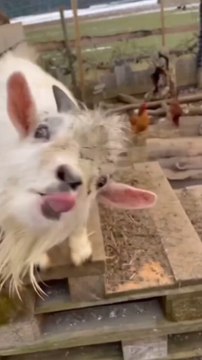 omg omg 😲 😍 😭 😫 😢 😳 😲 #ytshorts #bollywoodsongs #bollywood #song #hindisong #trendingshorts #ytshorts #virals #vlogs #fanny #short