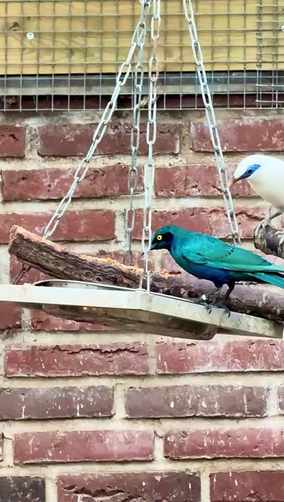 Bali myna and blue eared starling