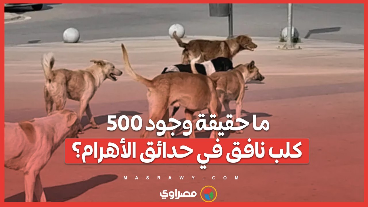 ما حقيقة وجود 500 كلب نافق في حدائق الأهرام؟