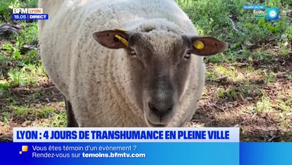 Lyon : 4 jours de transhumance en pleine ville