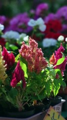 I Flash-Married My Best Friend!